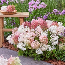 Bunddække-hortensia `Groundbreaker®` Blush